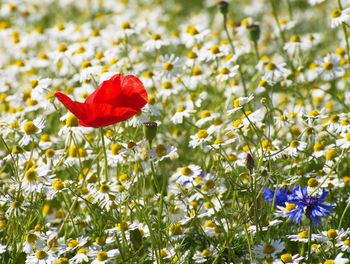 Close-up of red poppy flowers on field