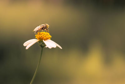 Close-up of insect on yellow flower