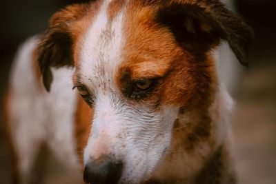 Close-up of dog looking away