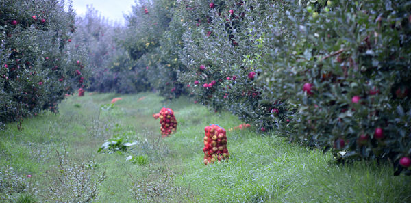 Red flowers growing on field