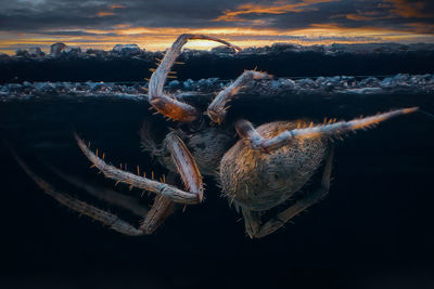 Orb weaver spider at sunset