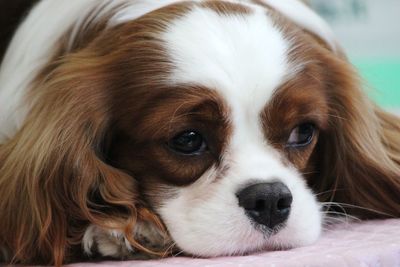 Close-up portrait of dog