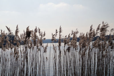 Close-up of stems against calm lake