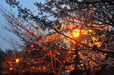 Close-up of flower tree against sky