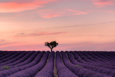 Scenic view of lavender field against sky