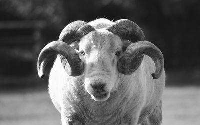 Close-up portrait of sheep against blurred background