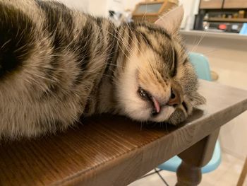 Close-up of cat resting