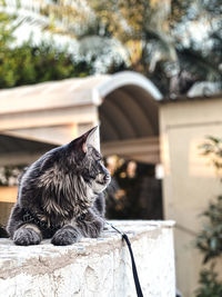 Close-up of a cat looking away