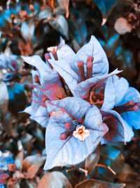 Close-up of flowers