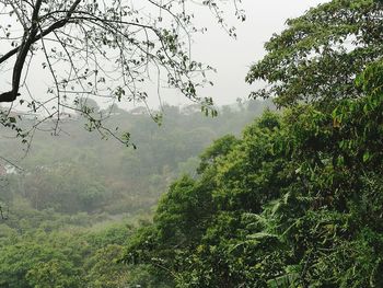 Scenic view of forest against sky