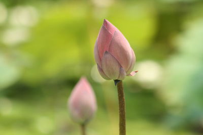 Close-up of lotus bud