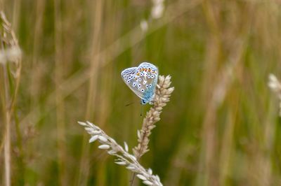 Close-up of butterfly on flower