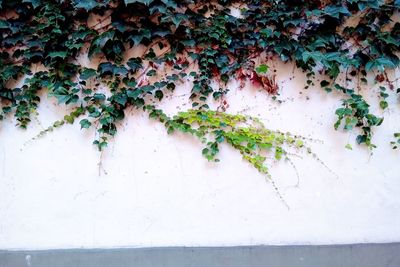 Close-up of ivy growing on wall