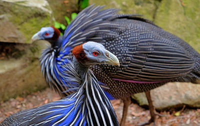 Close-up of peacock