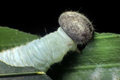 Caterpillar on leaf