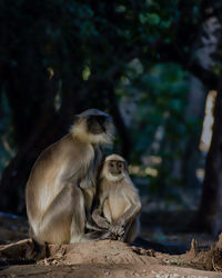 This beautiful image shows baby monkey and mother sitting on the rock field in the forest 