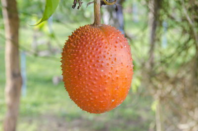 Close-up of orange fruit hanging on tree