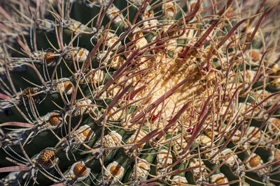 Close-up of dried plant