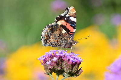 Close-up of butterfly pollinating on purple flower