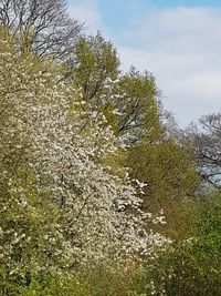 Plants growing on land against sky