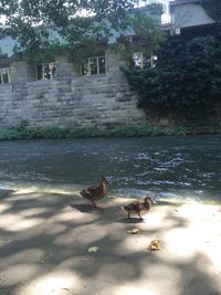 Ducks flying over town