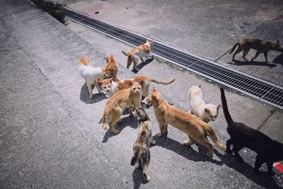 High angle view of cats on street