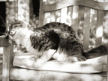 Close-up of cat sleeping