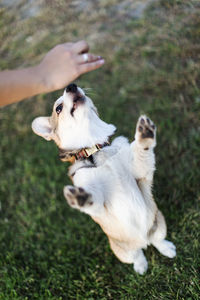 Cropped hand of woman playing with dog