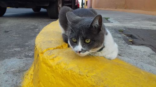 Close-up portrait of yellow cat lying down