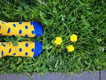 Directly above shot of yellow flowers on grass