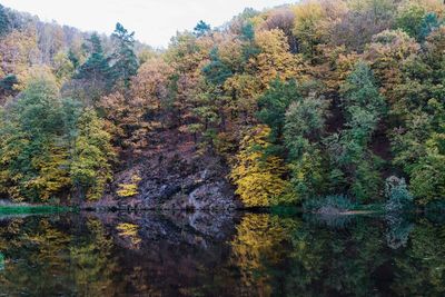 View of trees by lake in forest during autumn