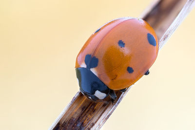 Close-up of metallic object against white background