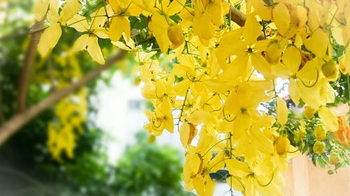 Close-up of yellow flowers