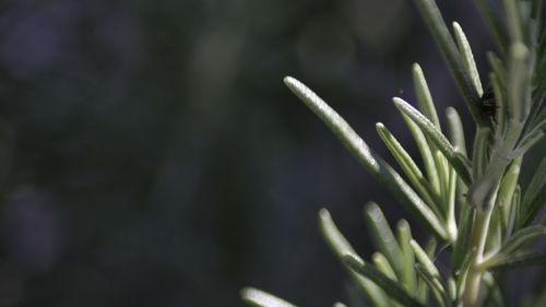 Close-up of fresh green plant