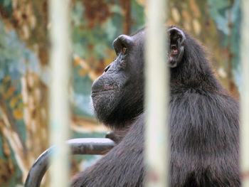 Close-up of monkey looking at zoo