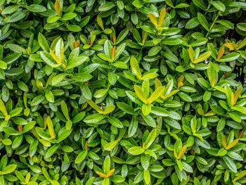 Full frame shot of fresh green plants