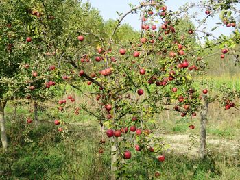 Red berries growing on tree