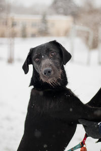 Close-up of black dog