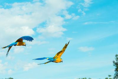 Low angle view of bird flying