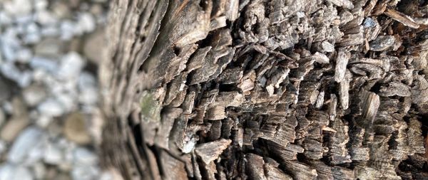 Close-up of tree trunk