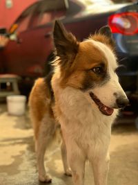 Close-up of dog looking away