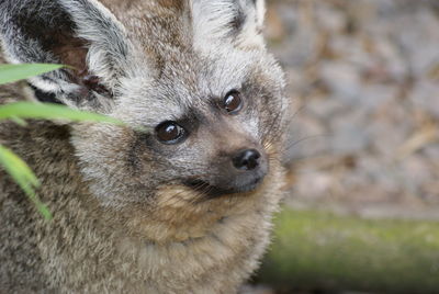 High angle view of bat eared fox