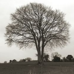 Bare trees on field