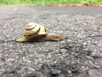 Grove snail crossing footpath