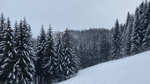 Pine trees on snowcapped mountains against sky