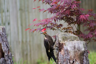 Close-up of bird perching on tree