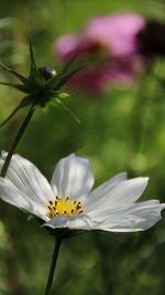 Close-up of white flowering plant
