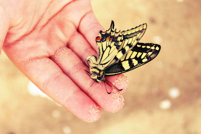 Close-up of dragonfly