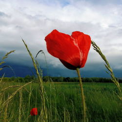 Close-up of red poppy flower on field against sky