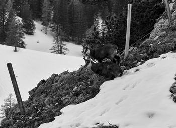 View of two chamois on snow covered land